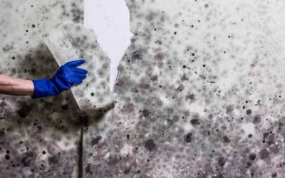 The Best Signs You Should Get Mold Testing Now