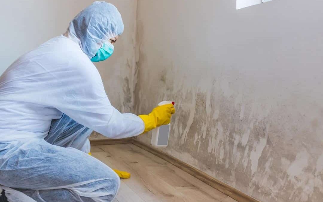 The Need For Testing: Toxic Mold Growth In Homestead Florida